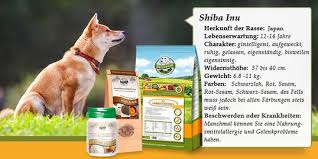 ɕiba inɯ) is a breed of hunting dog from japan. Shiba Inu
