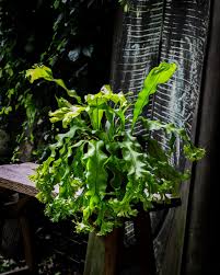 Image result for Microsorum punctatum