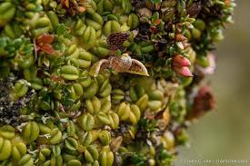 Image result for Bulbophyllum elliotii