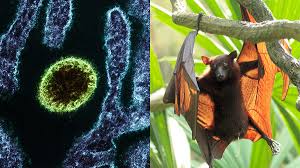 Trend Google: virus nipah