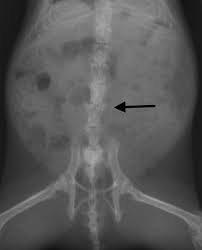 アリイ動物病院