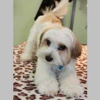 Hours may change under current circumstances Long Island S Best Dog Groomer And Pet Supplies Store Tlc Doggy Day Spa Pet Store