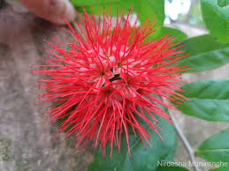 Image result for Combretum constrictum