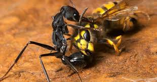 Black And White Wasp Identification Myrmecia Pyriformis Bull Ant Taking Out A European Wasp Ants Australian Fauna Animal Species