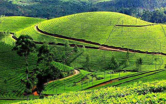 Munnar Hill Station Image 3
