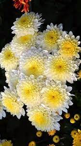 Pin On Best Of Flowers And Flowerthings