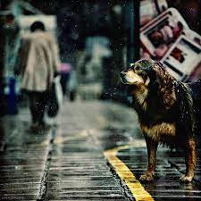 500px Animal Photography Animals Street Dogs