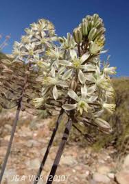 Image result for Eriospermaceae