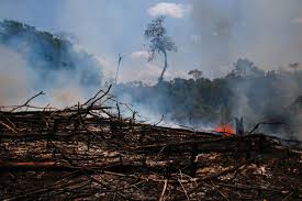 We did not find results for: Focos De Queimadas Florestais Atingem Cidades Perto De Manaus 30 08 2019 Ambiente Folha