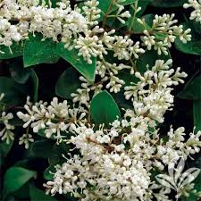 In the warmest climates, a planting spot that receives afternoon shade is preferred. 44 Large Zone 7 Shrubs Ideas Shrubs Plants Garden Shrubs