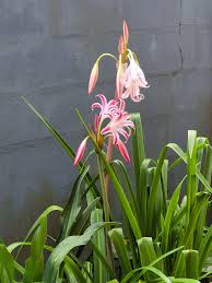 Image result for Crinum verdoorniae