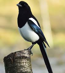 Elster Vogel Als Haustiere Elster Tiere Wild