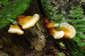 Image result for Ganoderma tsugae