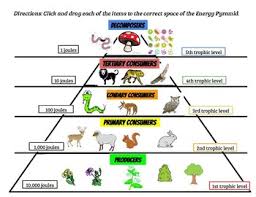 An ecological pyramid is a diagram that shows the relative amounts of energy or matter contained within each trophic level in a food chain or food web. Google Slides Energy Pyramids And Trophic Levels Click And Drag Activity
