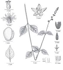 Image result for Pupalia micrantha