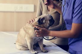 Wuesthoff medical center—rockledge and wuesthoff medical center—melbourne, both full service acute care hospitals, and a full complement. Finding The Best Trusted Vet In Brevard County Space Coast Pet Services