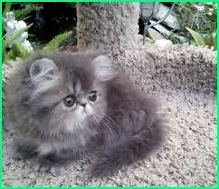  Kucing Persia Abu Abu Yang Lucu Foto Gallery Ekor9 Com Kucing Persia Kucing Hewan