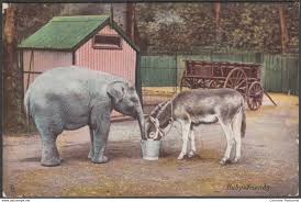 Baby Friends Elephant And Donkey 1904 Tuck S Animal Life Postcard For Sale On Delcampe Animals Baby Friends Elephant