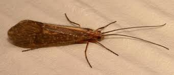 Free shipping on orders over $25 shipped by amazon. Why Are Insects And Bugs Attracted To Light Sources Only In Summer Night But Not In Winter Night Quora