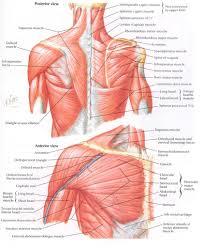 You can click the image to magnify if you cannot see clearly. Paraspinal Muscles Anatomy Paraspinal Muscles Anatomy Human Anatomy Library Photo Paraspinal Muscles A Shoulder Muscle Anatomy Shoulder Anatomy Muscle Diagram