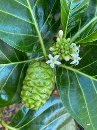 Image result for Morinda asteroscepa