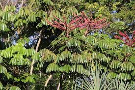 Image result for Heptapleurum actinophyllum