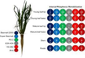 One of three major ingredients included in general fertilizers, phosphorus is essential for seed formation and important. Phosphorus P Use Efficiency In Rice Is Linked To Tissue Specific Biomass And P Allocation Patterns Scientific Reports