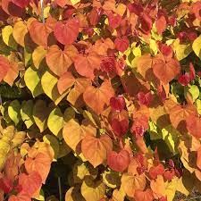Refers to a weaver's shuttle (greek kerkis), apparently alluding to shape of the fruit. Flame Thrower Redbud Tree Buy Flowering Trees Spring Hill Nurseries