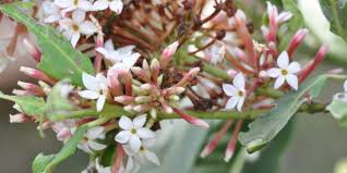 Image result for Acokanthera