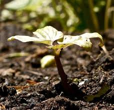 Fluorescent grow lights can be an inexpensive alternative when growing all kinds of plants and seedlings indoors advantages of fluorescent grow lights. Can Fluorescent Shop Lights Be Used To Start Seeds