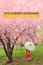 Cherry hill in central park gets its name from all of the cherry trees! Best Places To See Cherry Blossoms In Nyc