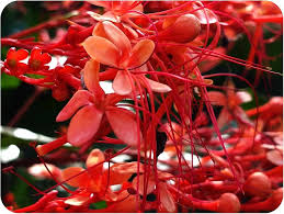 Image result for Clerodendrum poggei