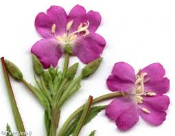 Image result for Epilobium hirsutum