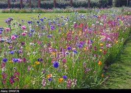 Stock Photo Wildflower Border Of A Seafront Garden At Mundesley Norfolk Uk Wild Flower Meadow Wild Flowers Native Plant Landscape