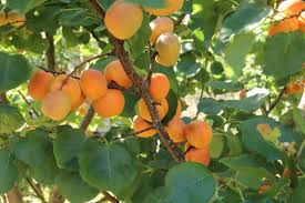 However, because all trees of flowering plants produce fruit (essentially all trees except tree ferns and gymnosperms). Forum Temperate Stone Fruit Trees