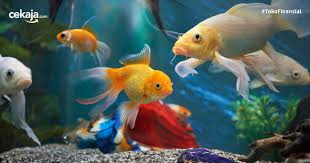 Ikan air tawar terbesar di dunia. Daftar Ikan Hias Termahal Di Dunia Dan Tips Merawatnya