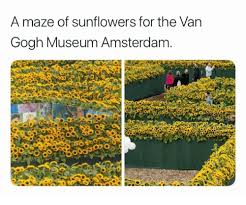 She said that the sunflower paintings were among the public favorites at all the participating museums, and that the event was an opportunity to highlight van gogh's choice of color. A Maze Of Sunflowers For The Van Gogh Museum Amsterdam Amsterdam Meme On Me Me