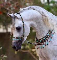 desertrose white beauty horses pretty horses arabian horse