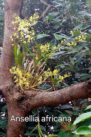 Image result for Zeuxine africana