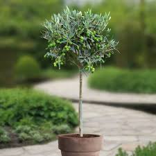 Wenn sie auf der suche nach einem schönen bäumchen für ihren heimischen garten oder den innenraum sind, ist ein olivenbaum die richtige wahl. Hochstammiger Olivenbaum Schnell Und Gunstig Online Kaufen Meingartenshop