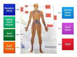 Sesuai dengan judul artikelnya, dalam soal sistem saraf manusia ini, jenis soal yang akan kami bagikan yaitu soal pilihan ganda / pilgan (multiple choice). Saraf Recursos Didacticos