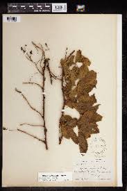 Image result for Rubus kirungensis