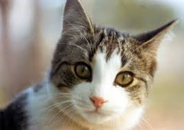 Tekir Kedi Resmi Google Da Ara Tekir Kediler Kedi