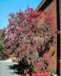 Image result for Cogniauxia