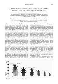 Are shed prior to the initiation of flowering, the two species look almost identical when in flower. Pdf A Major Pest Of Cotton Oxycarenus Hyalinipennis Heteroptera Oxycarenidae In The Bahamas