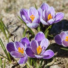 Image result for Commicarpus grandiflorus