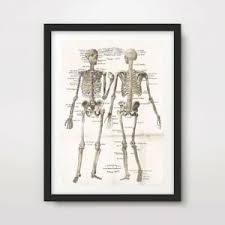 Details About Antique Human Skeleton Chart Art Print Poster Decor Wall Chart Illustration
