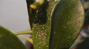 Sansevieria is a tough plant, and it is resistant to most pests and diseases. How To Get Rid Of Houseplant Bugs Naturally Smart Garden Guide