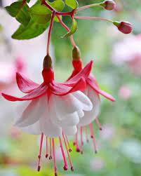 Fuchsia Lampion Anting India Fuchsia Lfl Fff Tanamanhias Tanamanhiasbanjarnegara Banjarnegara Egzotik Cicekler Tropik Cicekler Cicek Yataklari