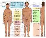 Image of body parts in english